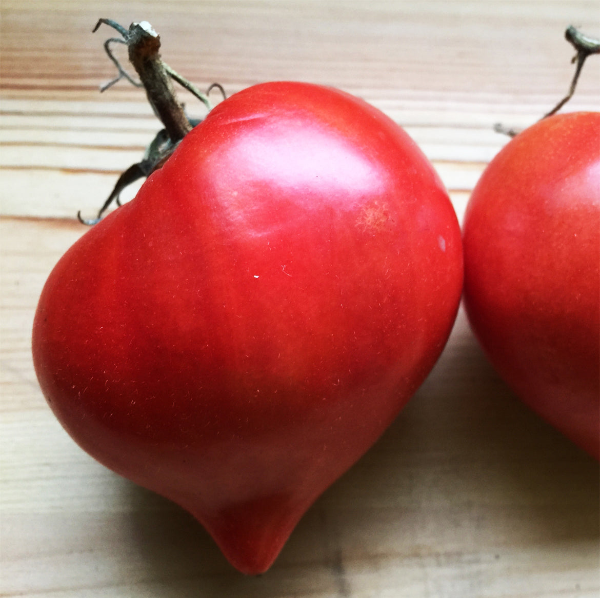 Tomate Cœur de bœuf Téton de Vénus (semences bio)