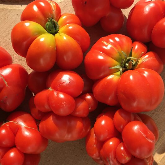 Tomate standard Voyageuse (semences bio)