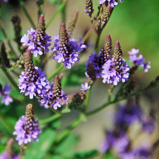 Verveine hastée (semences)