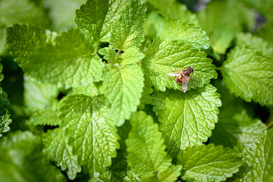 Mélisse (plant)