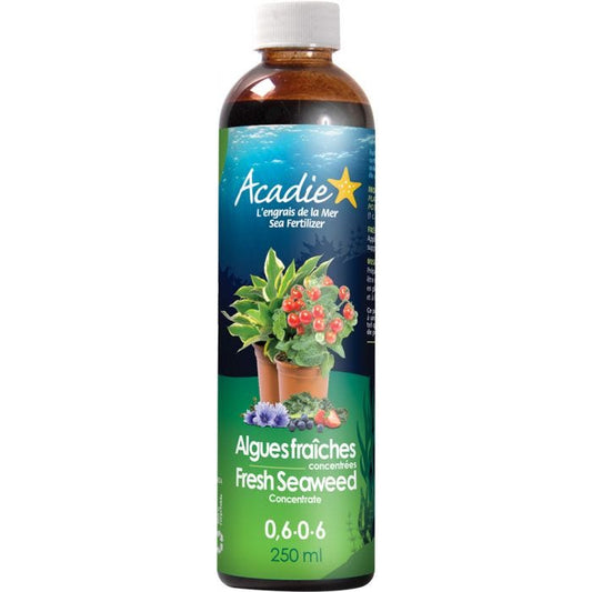 Bouteille de 250ml d'algues fraîches concentrée Acadie