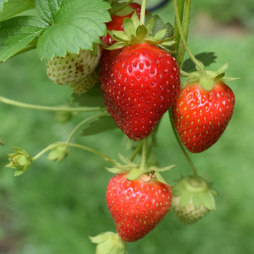 Fraisier Seascape (plant)