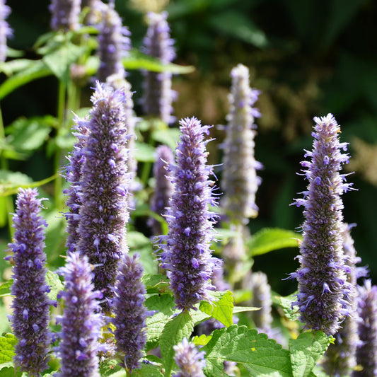 Fleurs d'agastache de Corée.