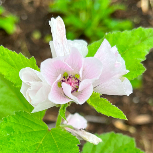 Guimauve officinale (semences)