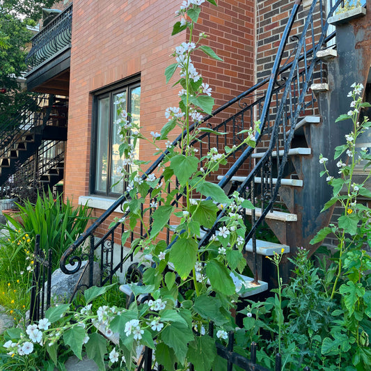 Guimauve officinale (semences)