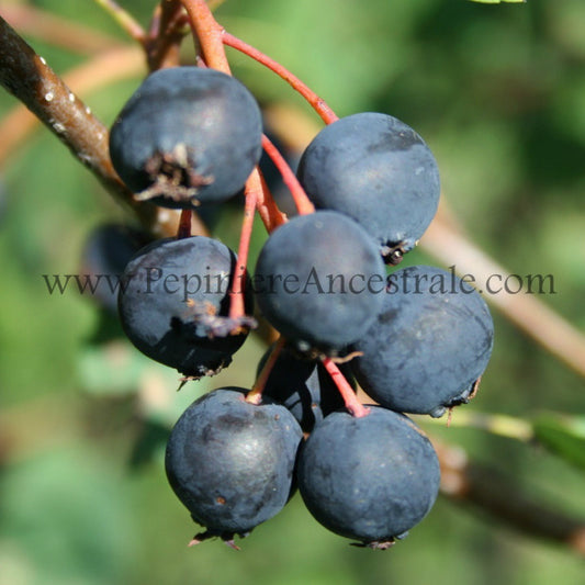 Fruits en grappe de l'amélanchier Saskatoon.