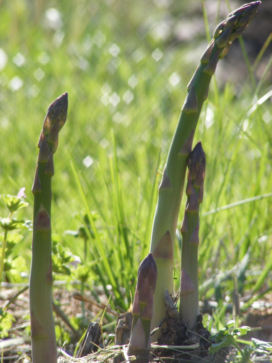 Pousses d'asperge sortant de terre