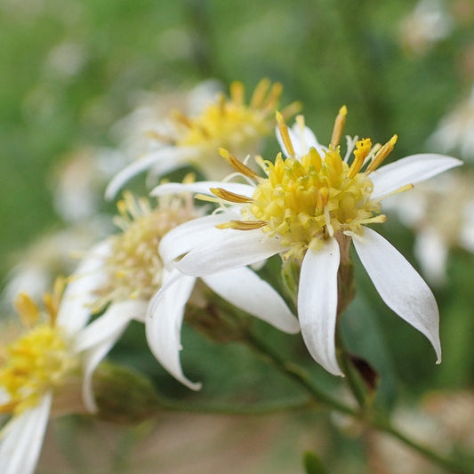 Aster à ombelles (semences)