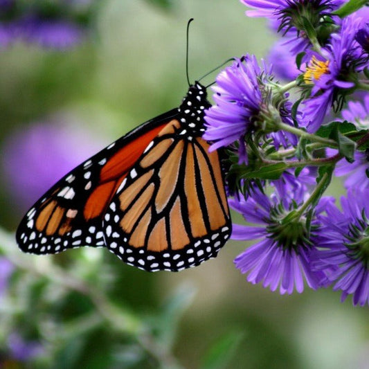 Aster de Nouvelle-Angleterre (semences)