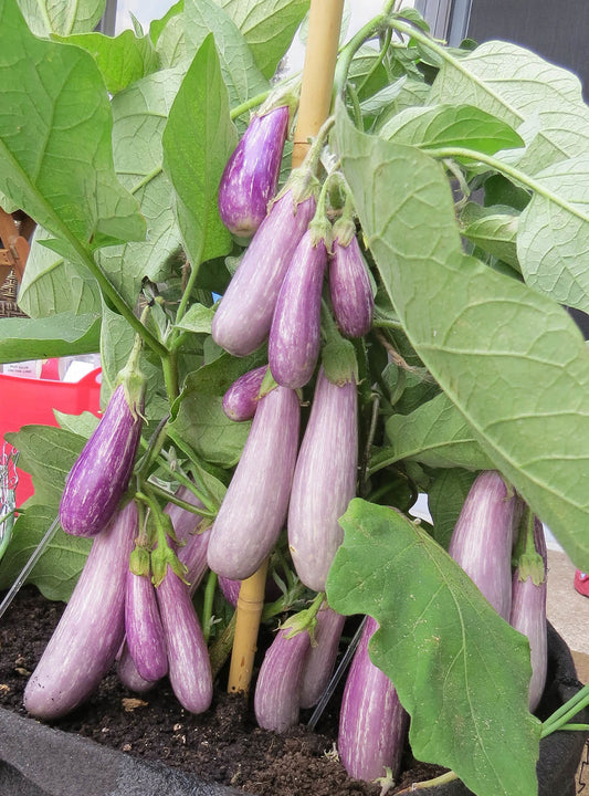 Plant d'aubergine avec plusieurs fruits mauve pâle avec des lignes blanches, variété fairy tale.