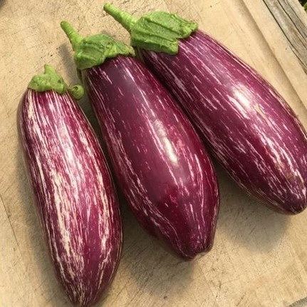 Trois aubergines mauve avec des stries blanches, variété Listada di Gandia