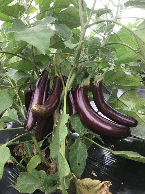 Plant avec plusieurs aubergines longues, variété Little Finger.
