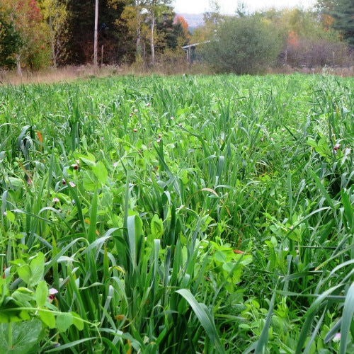 Champs d'une mélange d'avoine et de pois.