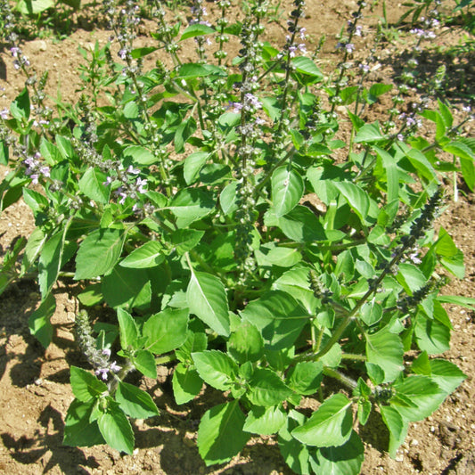 Plants de basilic sacré en fleurs, en champ.