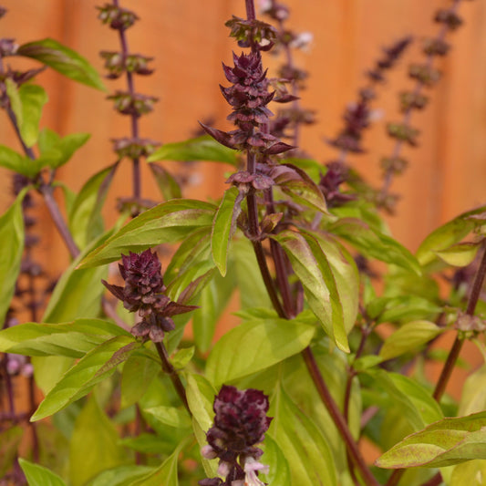 Basilic vert avec des fleurs mauves