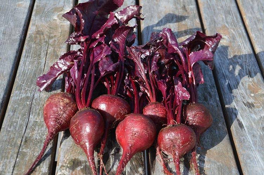 Grosses betteraves rouges, variété Bull's Blood.