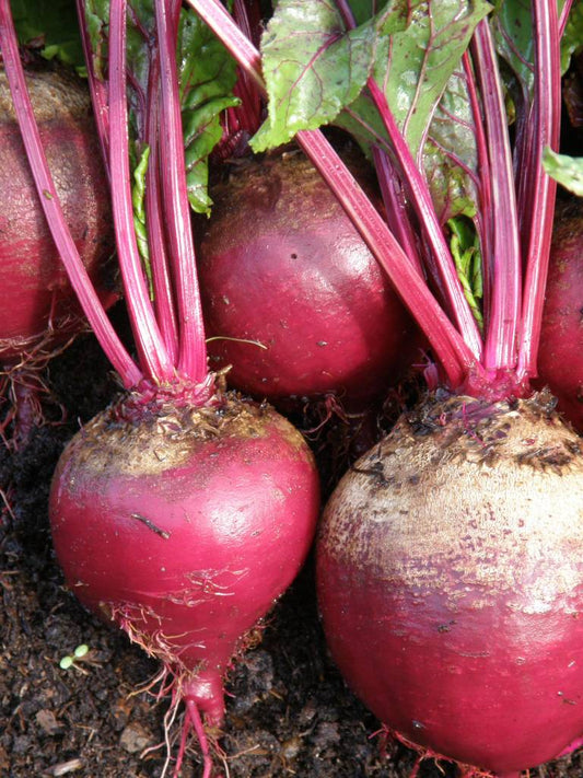 Grosses betteraves aux tiges rouges et feuillage vert, variété Early Wonder tall top