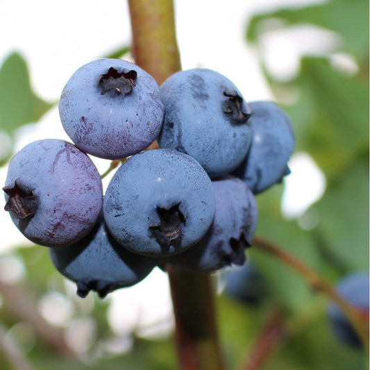 Fruits de bleuetier sur sont plant.