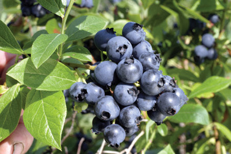 Bleuets sur leur plant.