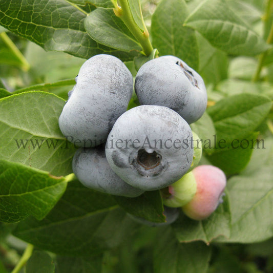 Bleuets sur leur plant.