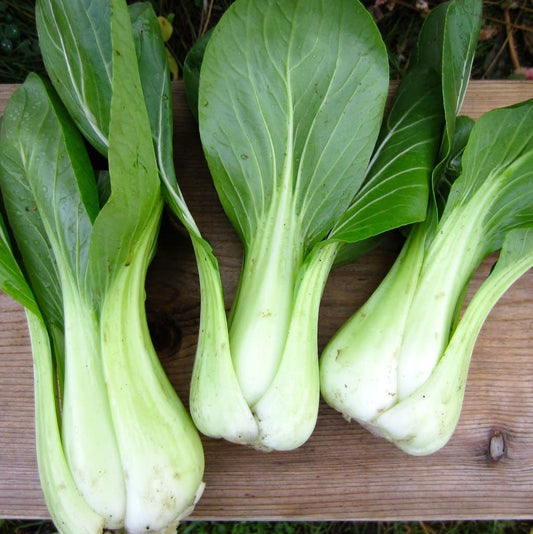 Bok choy, variété Shanghai green.