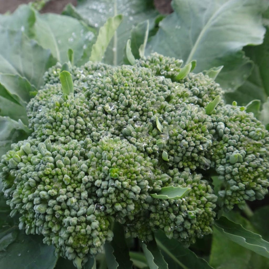 Tête de brocoli sur son plant, variété De Cicco.
