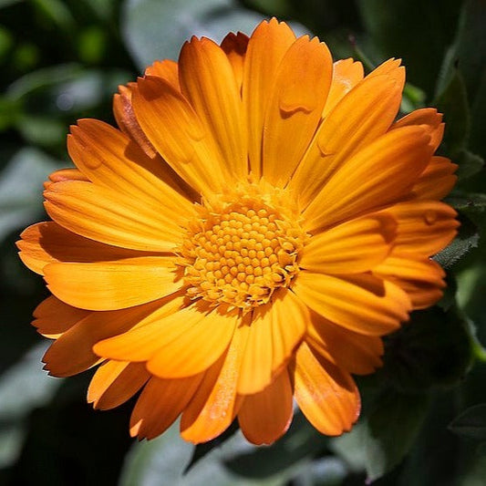 Calendule (semences)