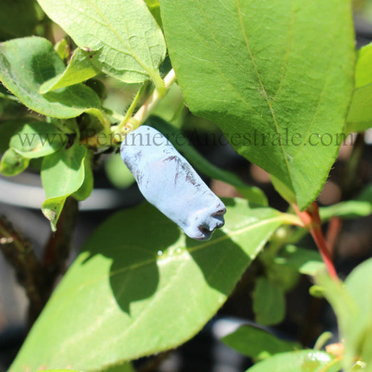 Camerise longue sur son plant.