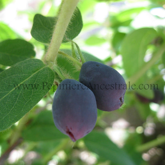 Camerises rondes sur leur plant, variété Berry Blue.