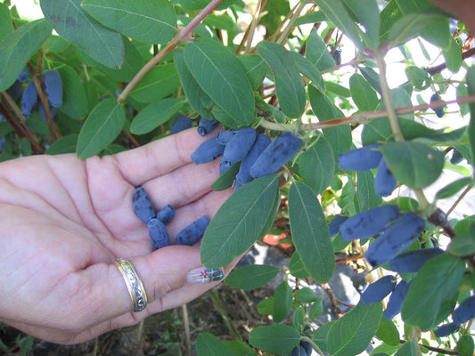 Camerises allongées sur leur plant. Quelques-unes dans un main.