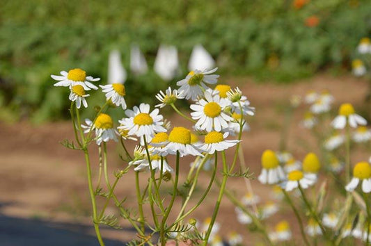 Petites fleurs jaunes aux pétales blanches.