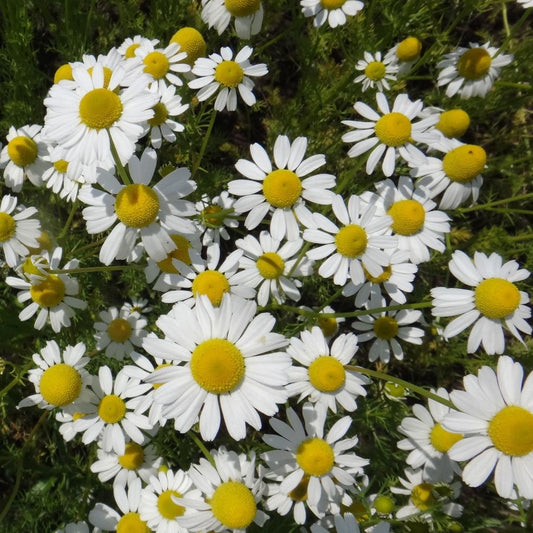 Fleurs jaunes au pétales blanches sur leur plant.