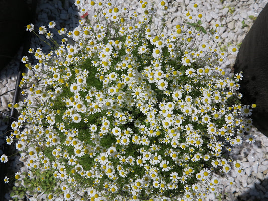 Plant de camomille en fleurs (blanches et jaunes).