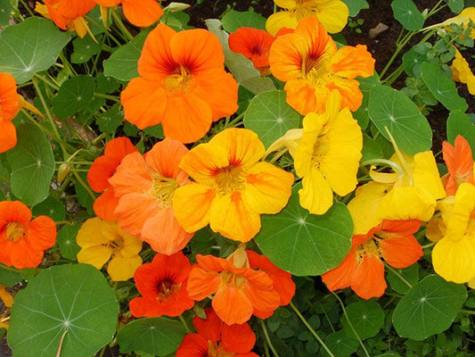 Fleurs jaunes et oranges sur un plant aux feuilles rondes comme des nénufars.