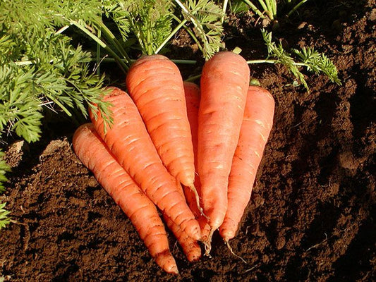 carottes oranges, variété Danvers 126.