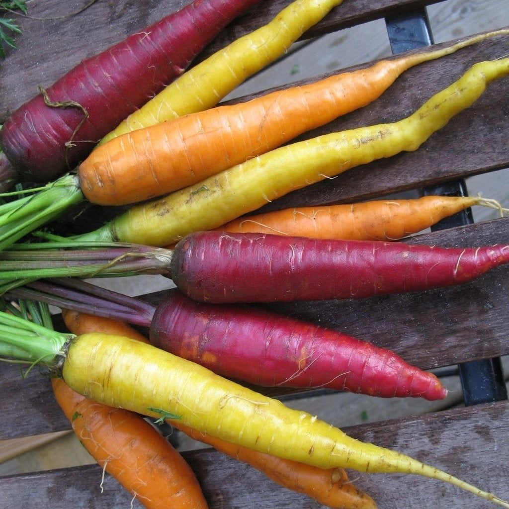 Longues carottes oranges, jaunes et mauves.