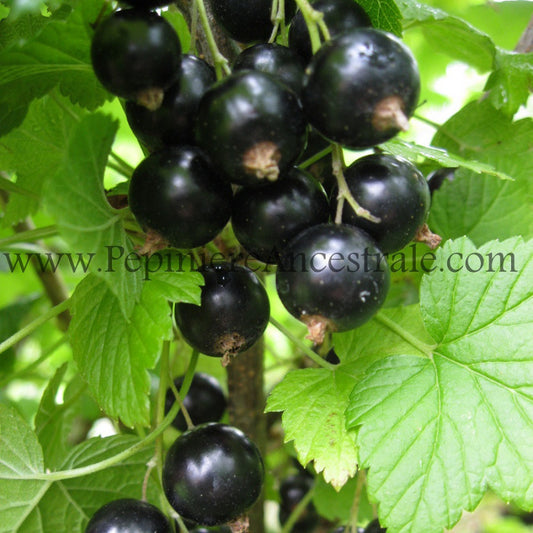 Cassis sur leur plant.