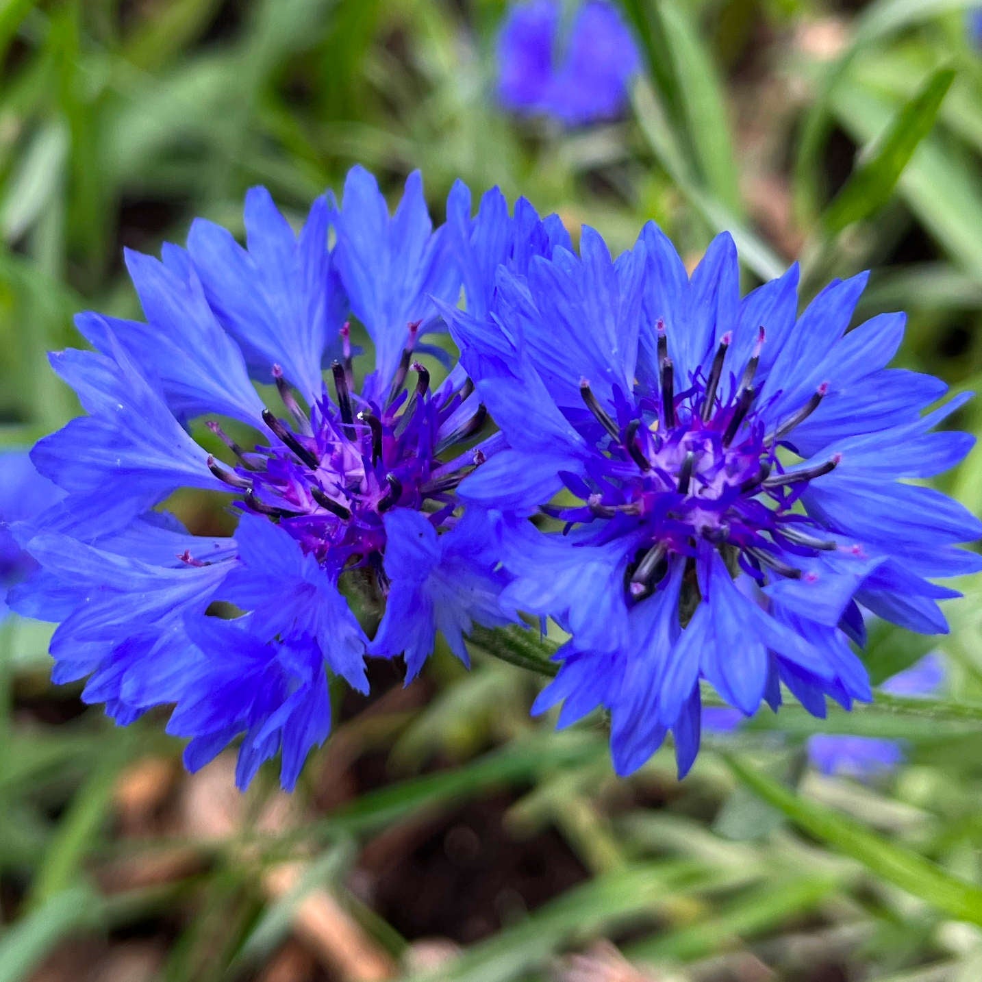 Centaurée bleuet (semences)