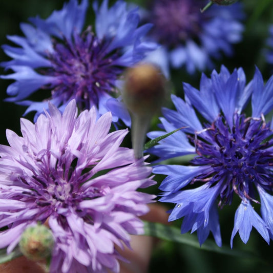 Fleurs de centaurées bleues et mauves pâles.