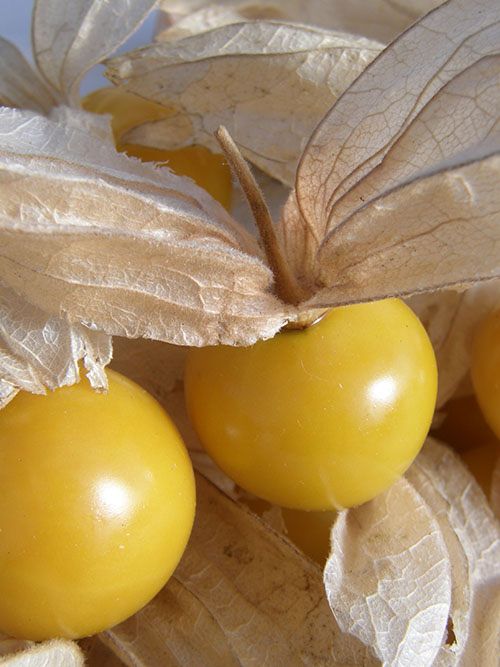 Gros fruits de cerise de terre.