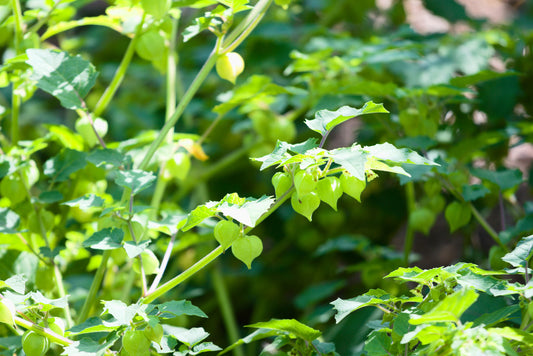 Plant de cerise de terre.