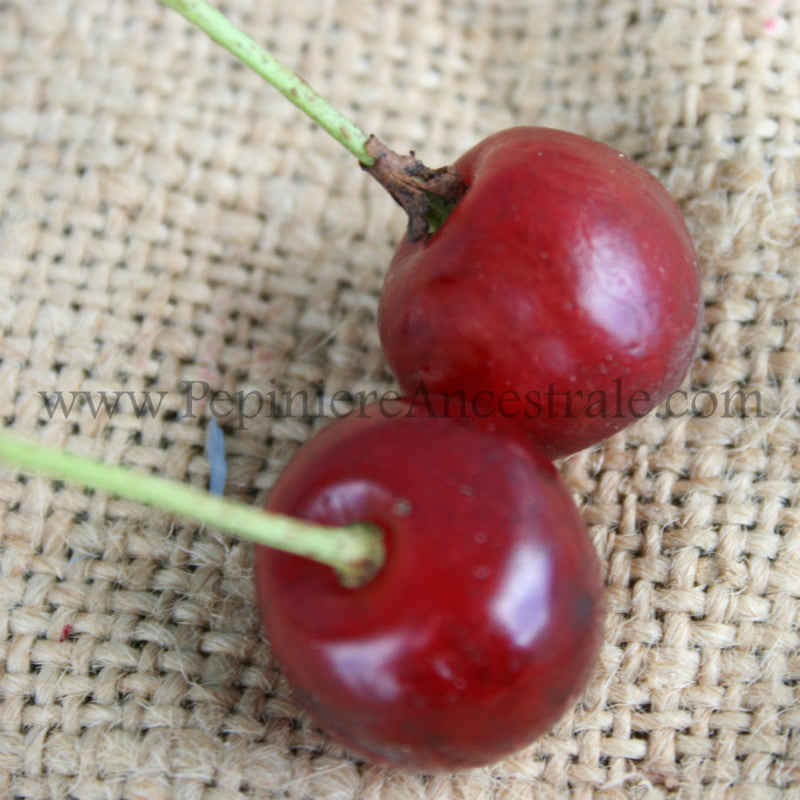 Cerises rouges.