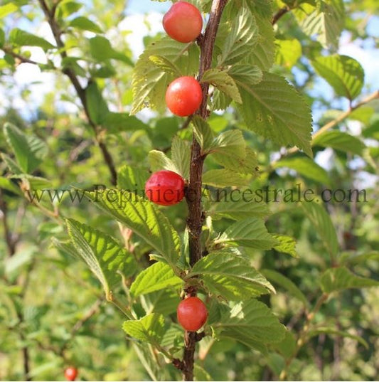 Cerises rouges sur l'arbre.