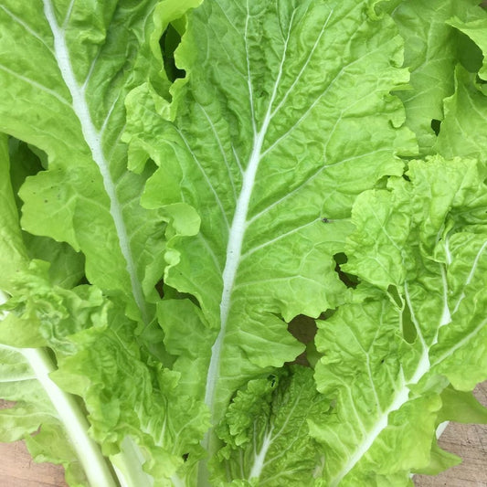 Chou chinois vert et blanc ressemblant à un bok choy frisé.
