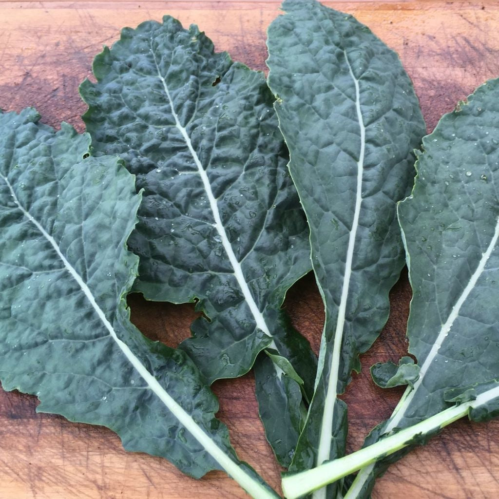 Chou frisé au longues feuilles (kale)