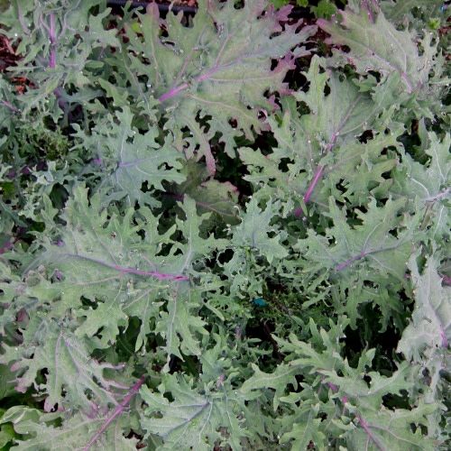 Chou (kale) frisé aux feuilles longues et découpées.