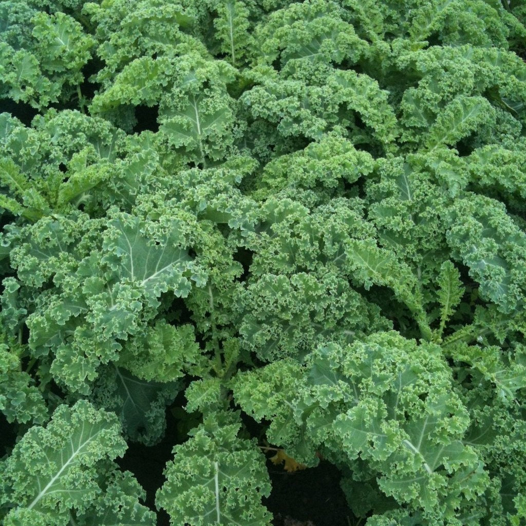 Chou frisé aux longues feuilles (kale)