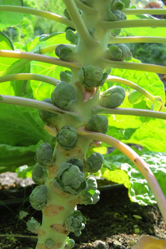 Plant de choux-de-bruxelles