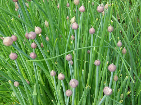 boule au bout d'une feuille de ciboulette, avant la floraison.