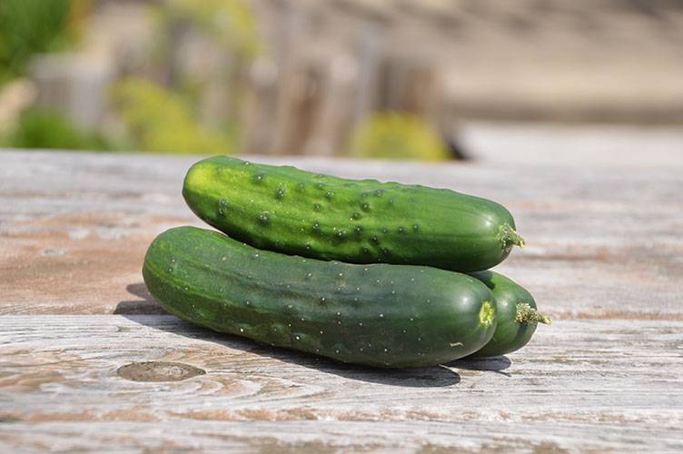 Concombre à cornichon